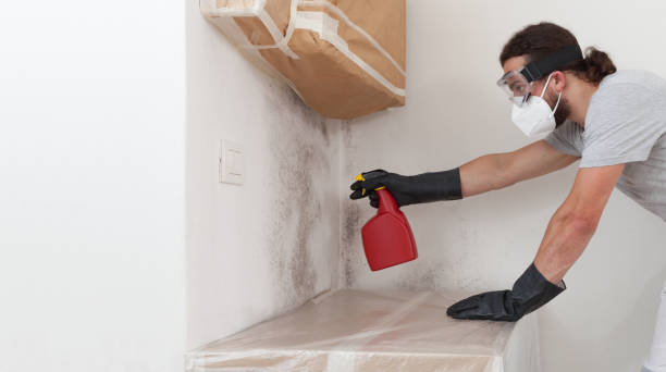Basement Mold Remediation treatment on basement walls in Deer Park