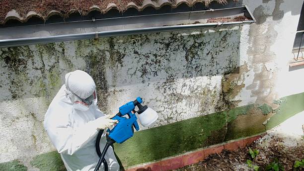 Mold Removal service in Deer Park